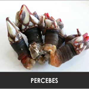 PERCEBES