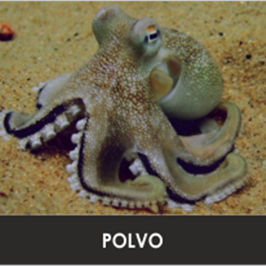 POLVO